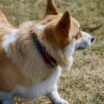 polo-collar-regpolo-collar-regcollar-163166