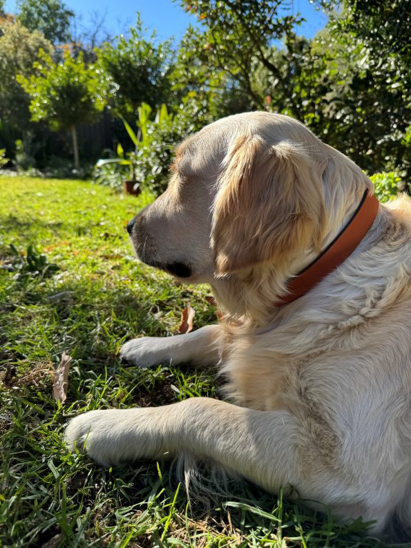 Cooper_Ochre