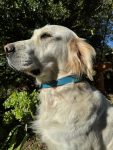 cooper-collar-stormcooper-collar-stormcollar-508789