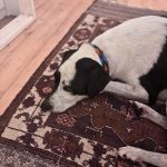 percy_collar_2
