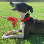 casey_red_5b45dd37-9cfa-4b49-8007-e82fc4485bef