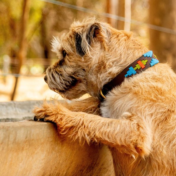 percy_collar_c9c2492f-6884-4703-877c-310e8cc38bfb